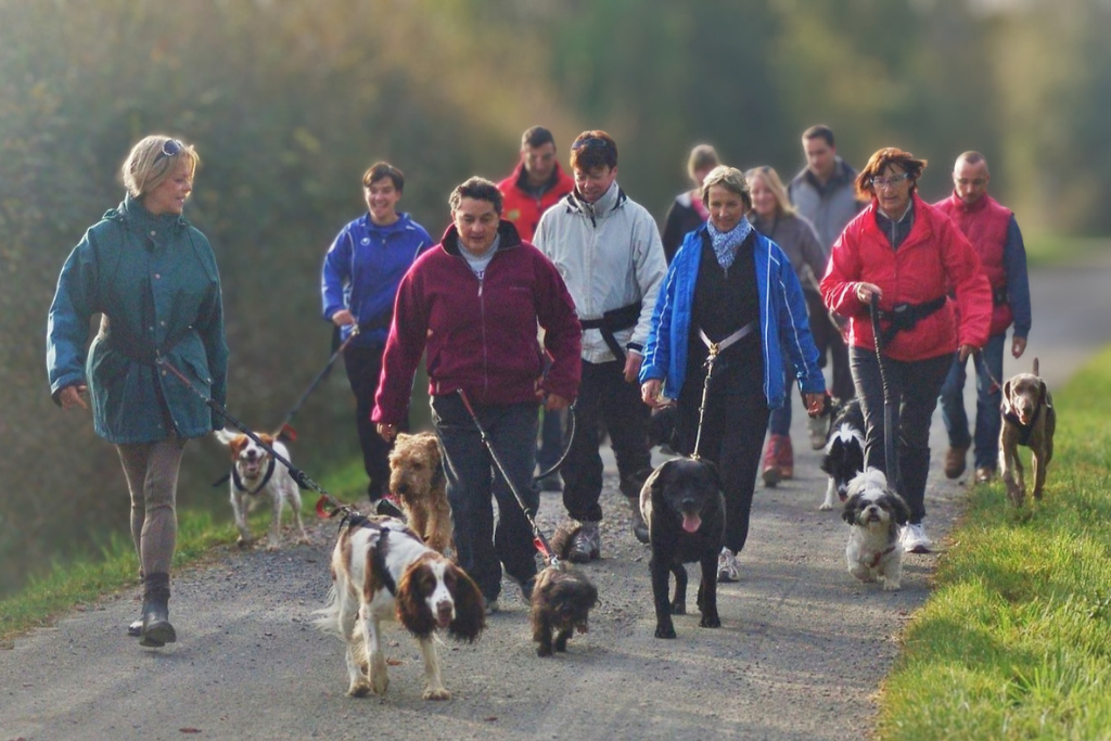 Canimarche : plusiieurs maîtres qui marchent dans la nature avec leurs chiens