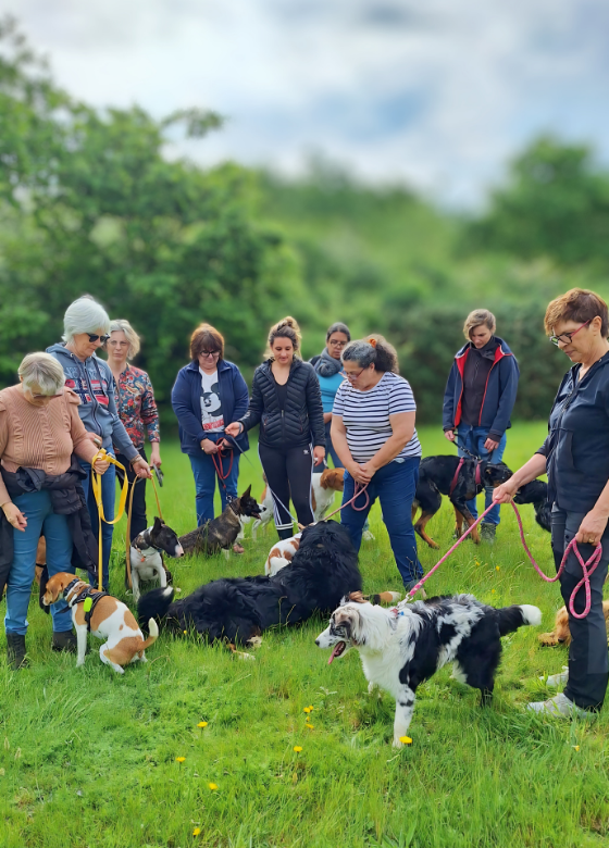 Plusieurs maîtres avec leurs chien pendant un cours d'éducation canine