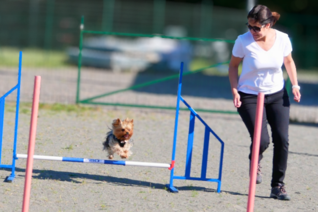 Sports canins