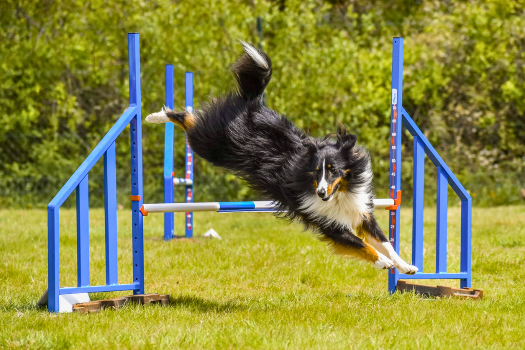 berger australien saute haie agility