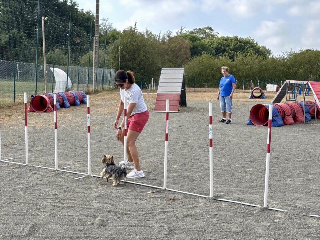 un yorkshite fait du slalom sur un parcours d'agility avec sa maitresse et une monitrice qui les observe