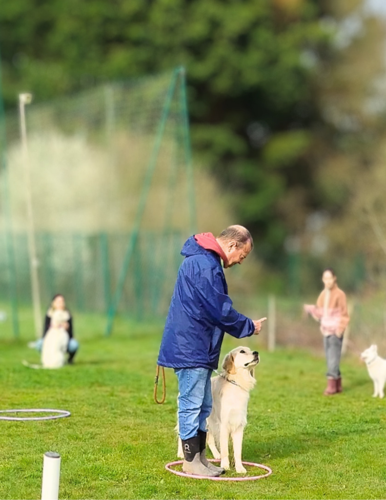 cours d'éducation : le maitre demande à son chien un assis dans un cerceau