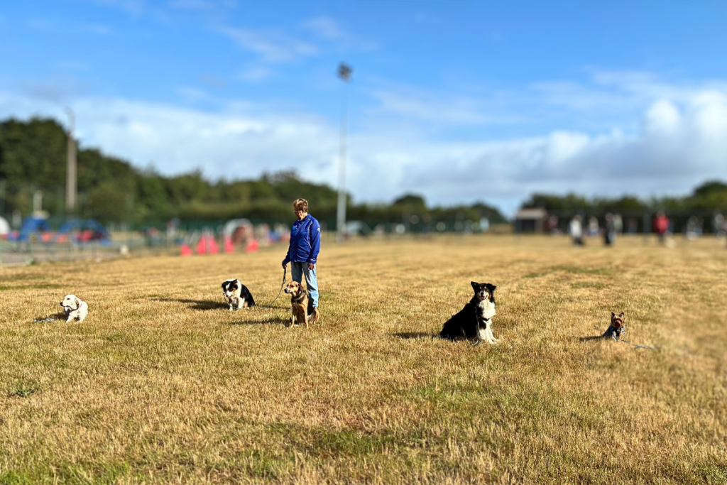 cours d'éducation : asence cachée. Les maitres se cachent derrière une barrière et les chiens attendent avec la monitrice