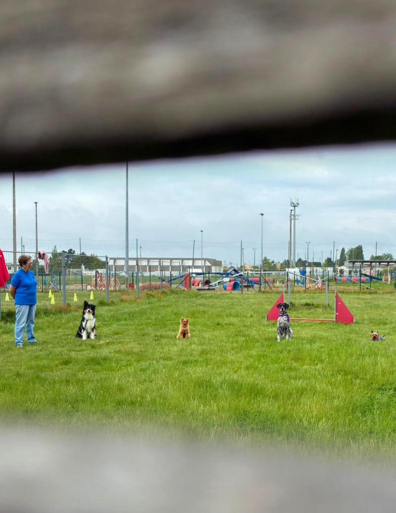 cours d'éducation canine : absence cachée. La photo est prise par les feintes de la barrière où les maitres sont cachées. On voit des chiens assis sur une pelouse à coté du moniteur