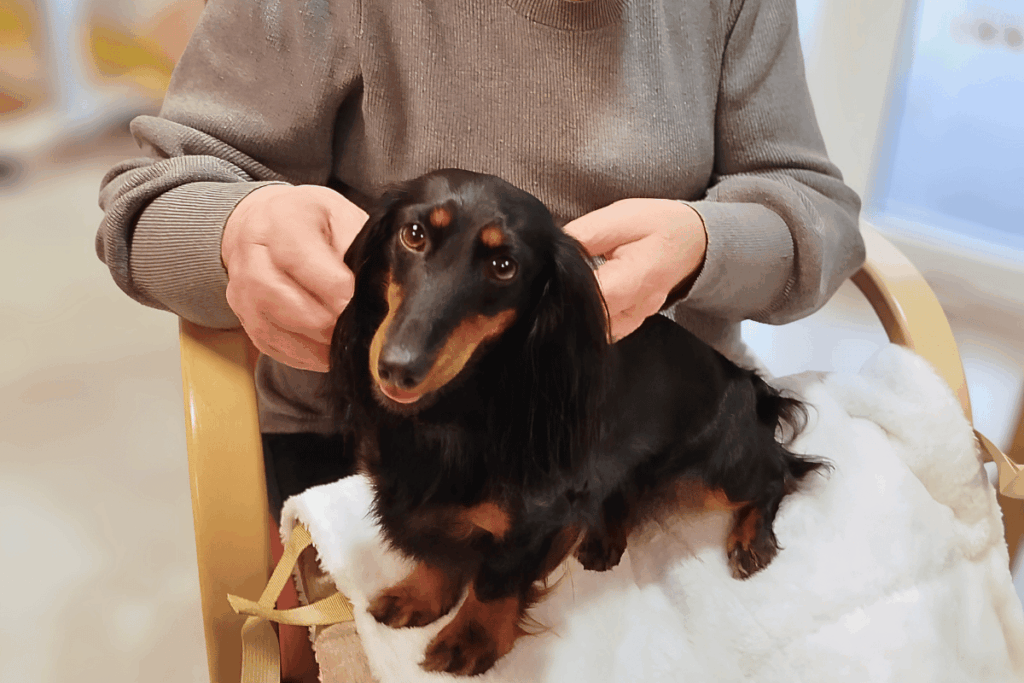 chien visiteurs - teckel