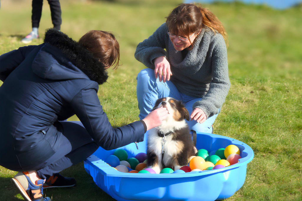 cours d'éducation chiot : une maitresse récompense son chiot berger australien avec une friandise