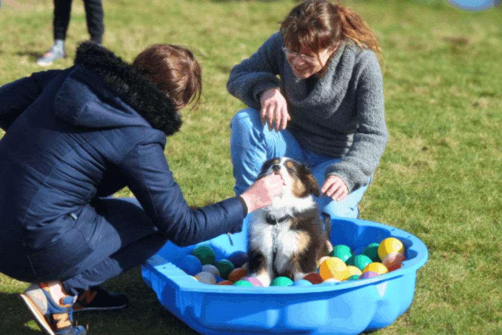 ecole du chiot-optimize