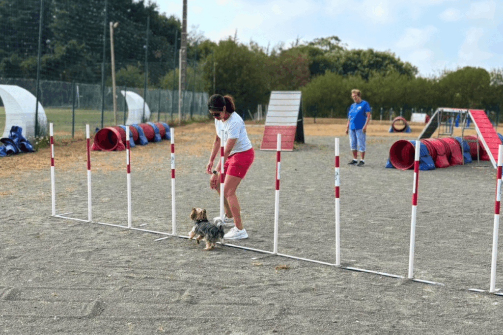 initiation aux sports canins